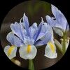 bemicw